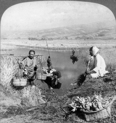 Men gathering rushes near Suzukawa, Fujiyama, Japan, 1904. 作： Underwood and Underwood