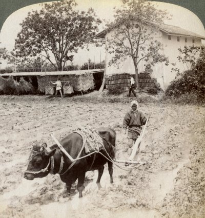 1904年、京都近郊の宇治の幹線道路の北にある、田植え用の氾濫地を耕すこと。 作： Underwood and Underwood