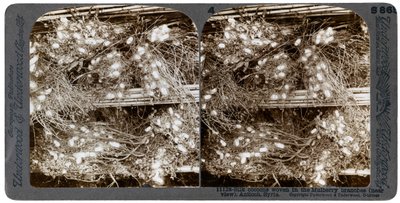 桑の枝に織り込まれた絹の繭、アンティオキア、シリア、1900年代。 作： Underwood and Underwood