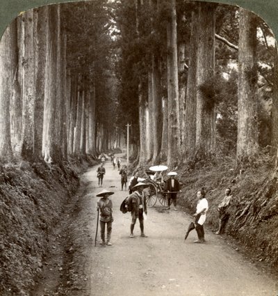 木立は神々の最初の寺院であり、日光、1904年に高貴な暗号学の道 作： Underwood and Underwood