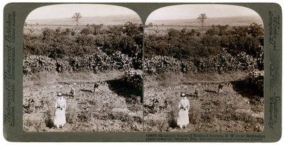エスネレロン平原を横切り、1900年代にカーメルに向かうシュネムからの北西ビュー。 作： Underwood and Underwood