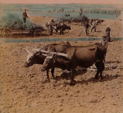 1905年、スウェーデンのヨンショーピング近郊の農場で牛を飼っている田舎の田舎者。アーティスト：エルマーアンダーウッド、バートエリアスアンダーウッド。 作： Underwood and Underwood