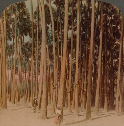 Toddy palms 100 ft。100 ft。、Pagan、Burma、1907。アーティスト：Elmer Underwood、Bert Elias Underwood。 作： Underwood and Underwood