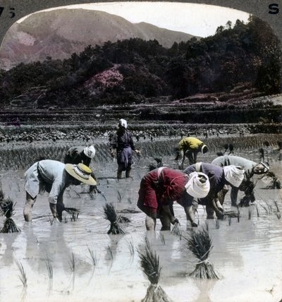 1904年、日本の水田に田植え。 作： Underwood and Underwood