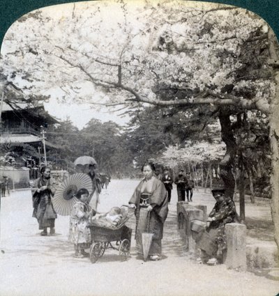 桜の下で、東京都芝公園の大通りに沿って北東を眺める（1904年、東京） 作： Underwood and Underwood