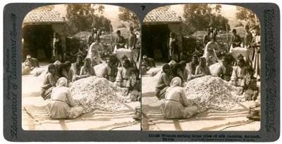 1900年代のシリアのアンティオキア、絹の繭の大きな山を選別する女性。 作： Underwood and Underwood