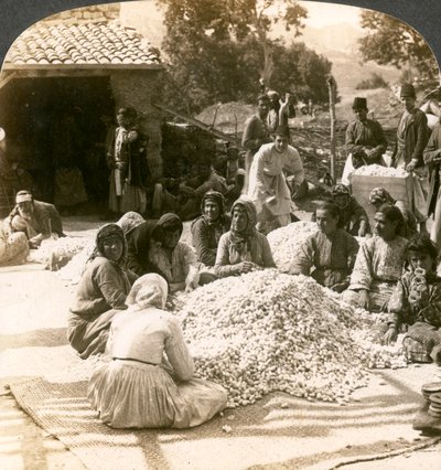 1900年代のシリアのアンティオキア、絹の繭の大きな山を選別する女性。 作： Underwood and Underwood