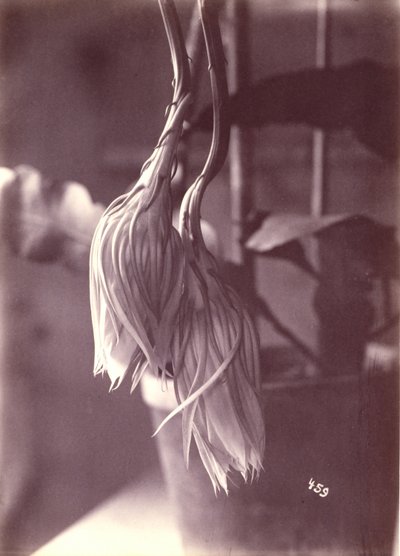 [夜咲きセレウス、開花後は閉鎖]。 作： Unidentified