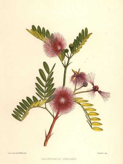 ボトルブラシ、Callistemon linearis（Calistemon linearis） 作： Unknown