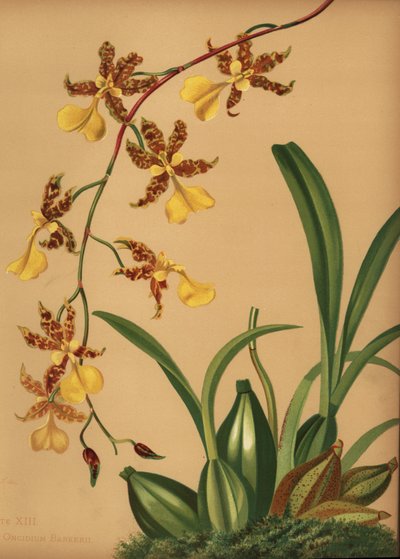 踊るレディラン、Oncidium tigrinum（Oncidium barkerii） 作： Unknown