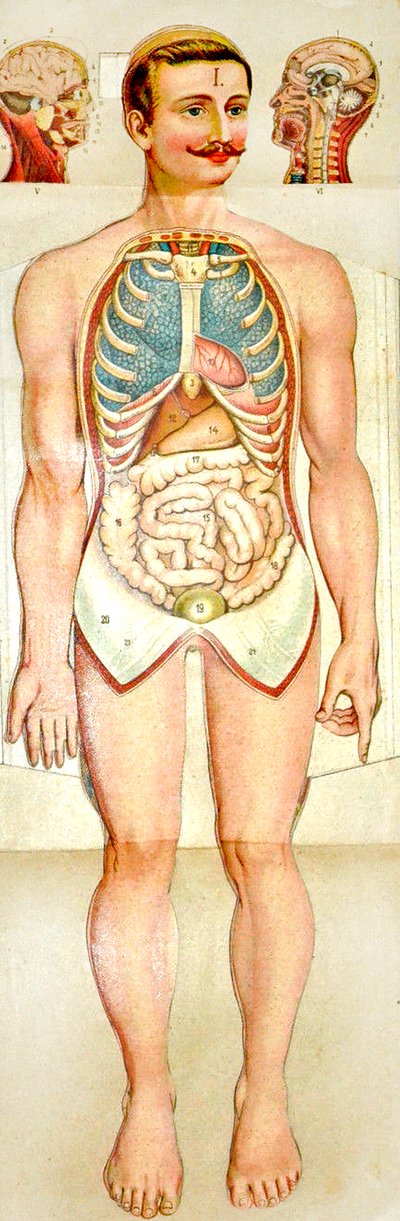 人体解剖学の展開型教育モデル、c。 1895 作： Unknown