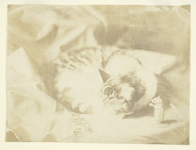 ミセス・クレイクの猫 作： Unknown