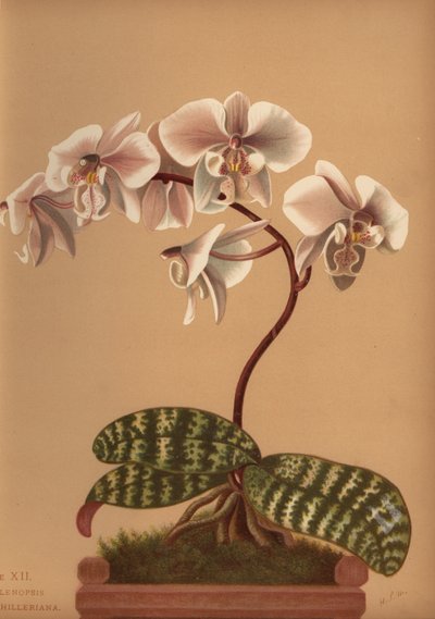 ファレノプシスシラリア（Phalenopsis schilleriana） 作： Unknown