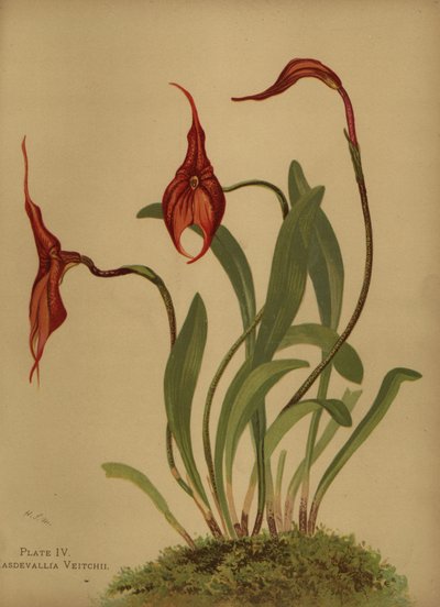 Veitchs masdevalliaまたはmasdevalliasの王、Masdevallia veitchiana 作： Unknown