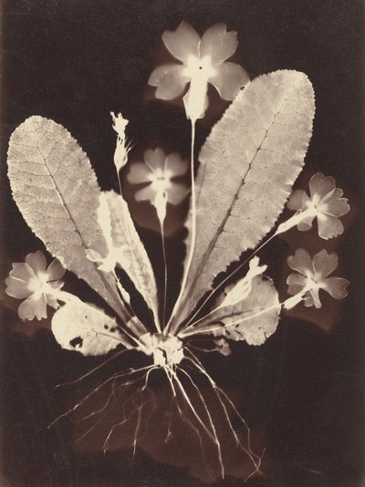 植物の写真 作： Unknown 19th Century