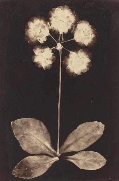 植物の写真 作： Unknown 19th Century