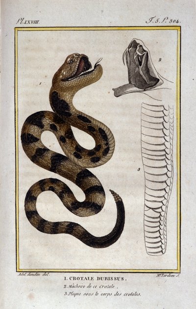 ガラガラヘビ。博物学者ビュフォン伯爵ジョルジュ・ルイ・ルクレール（1707-1788）の「ビュフォンの著作」の自然史編からの抜粋。19世紀 作： Unknown artist