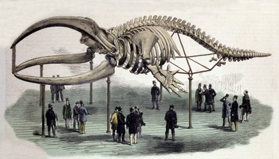 ロンドンのロイヤル・カレッジ・オブ・サージャンにあるクジラの骨格標本。19世紀のエングレーヴィング 作： Unknown artist