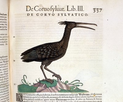 Tiguri 1560年、Conrad GesnerのHistoria Animaliumに収録されている野生のカラス。Biblioteca nazionale Braidense.ミラノ 作： Unknown artist