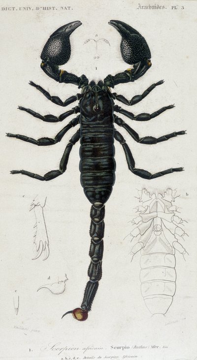 アフリカンスコーピオン - Natural History Board 作： Unknown artist
