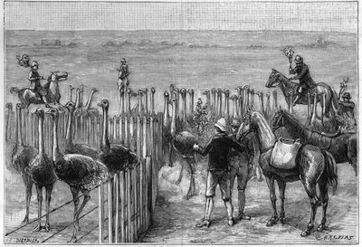 1895年、アフリカ南部のヒータートン・タワーズにあるダチョウ・パーク。 作： Unknown artist