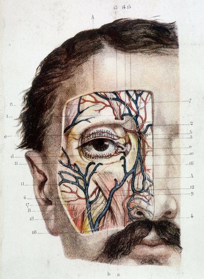 目とその環境に関する解剖学的ボード（皮付き 作： Unknown artist
