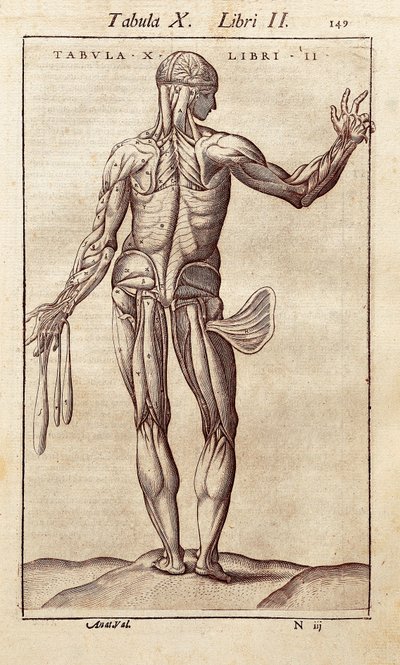 背中に人を表す解剖学的ボード。Juan Valverde De Amusco (1525-1588)による「Anatomia Corporis Humani」のエングレーヴィング。バルセロナ。バルセロナ、カタルーニャ国立図書館（Biblioteca de Catalunya）。 作： Unknown artist