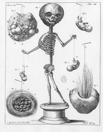オランダの解剖学者Frederik Ruysch（1638-1731）が作成した骨格を表す解剖学的プレート。 作： Unknown artist