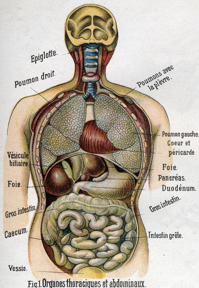解剖学。胸部と腹部の器官。腸、肝臓、膵臓、肺など）La nouvelle medication naturelle par F.E. Bilz.1898に掲載されています。 作： Unknown artist