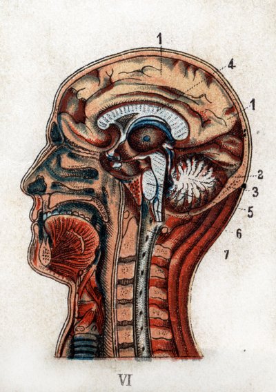 解剖学：人間の頭蓋骨の断面図、脳と骨髄の断面図。盤面は脳、小脳（生命の木が描かれている）、脊髄を生む細長い骨髄を表している。"The new natural medication" by F.E. Bilz.1898. 作： Unknown artist