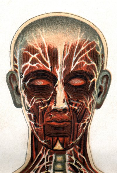 解剖学：人間の頭蓋骨の断面図、筋肉系を表す正面から見た断面図。"The new natural medication" by F.E. Bilz.1898. 作： Unknown artist