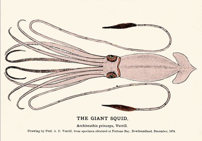 Architeuthis princepsは、1874年12月にフォーチュン・ベイ（ニューファンドランド）の海岸で失敗し、A.E.Verrill教授によって初めて記述されたダイオウイカである。時代の刻印。 作： Unknown artist