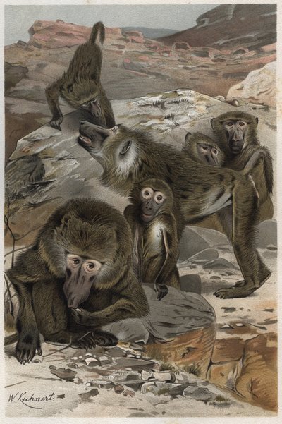 ヒヒ - ヒヒ (Cercopithecinae) - Alfred Edmund Brehm (1829-1884)の「Brehm