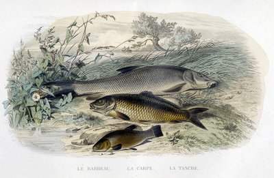 Barbeau, carp and tenche - Lacépède, T.II, ed. Furne et Cie, Parisの "Histoire naturelle "にて。 作： Unknown artist