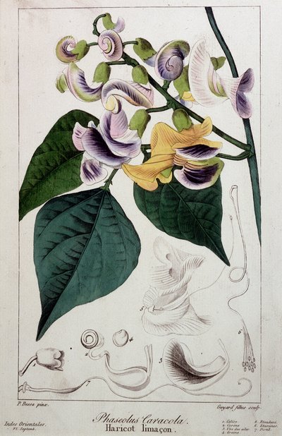 マメコガネ（phaseolus caracola）、ボタニカルボード 作： Unknown artist