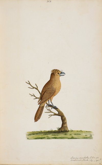 Bird, possibly a species of Flycatcher.Not yet identified, perhaps a type of long-tailed Silky-Flycatcher, 