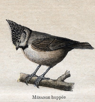 農業に役立つ鳥たち。Cupped Chickadee 作： Unknown artist
