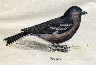 農業に役立つ鳥たち。Pinson 作： Unknown artist