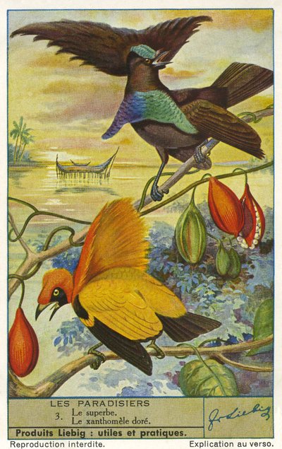 楽園の鳥 作： Unknown artist