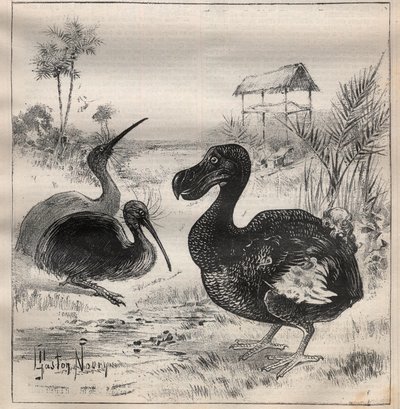 消える鳥：ドードーとアプテリクス - Engraving In "La Science francaise" 作： Unknown artist