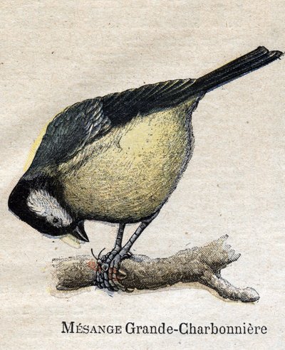 農業に役立つ鳥たち。ビッグ・チカデミー（石炭 作： Unknown artist