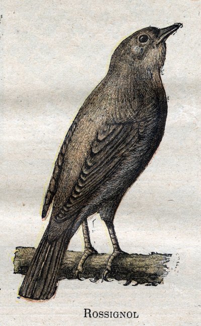 農業に役立つ鳥ナイチンゲール 作： Unknown artist