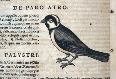 コンラッド・ゲスナー（1516-1565）の『Historia Animalium』に登場する黒い鳥、Tiguri 作： Unknown artist
