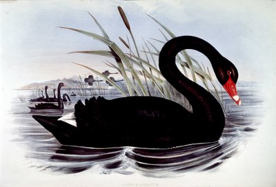 ブラックスワン（cygnus atratus） - 19世紀初頭のJ. Gould
