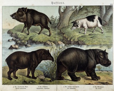 イノシシ、ブタ、バク、カバ......「Natural histories of mammals（哺乳類の自然史）」編。シュライバー 作： Unknown artist