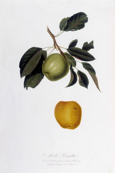 ボタニカルボード：Apple reinette. 作： Unknown artist
