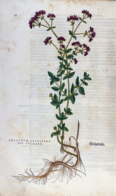 ボタニカルボード。オレガノ（silvestre origanum sev.vulgare）。Lheonard Fuchsのハーバリウム、"Historia Stirpium"、Bale 作： Unknown artist