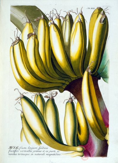 ボタニカルボード：バナナの食生活 n.d. 19世紀 作： Unknown artist