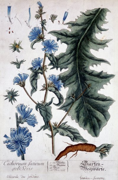 植物板：cichorium factivum velseris（chicoree of gardens）。 作： Unknown artist