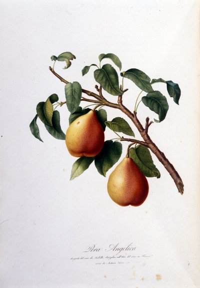 ペラ・アンジェリカを表現したボタニカルボード。1820 - 1822 作： Unknown artist